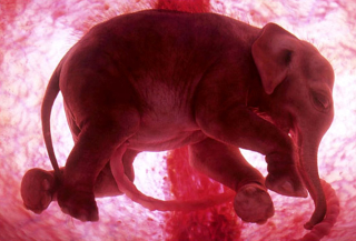 Illustration for article titled Outstanding images of animals inside the womb